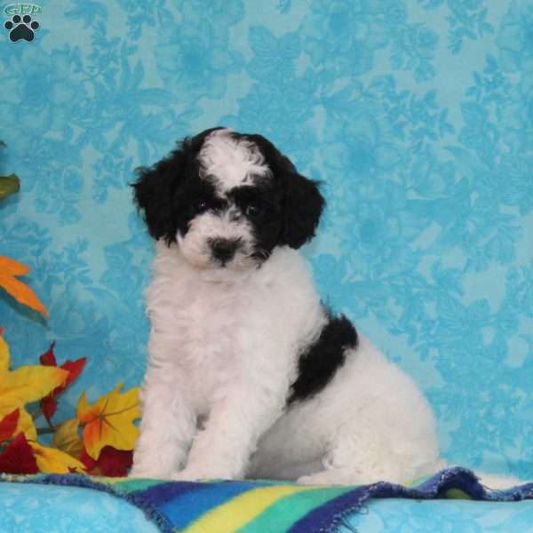 Ruby, Shih-Poo Puppy